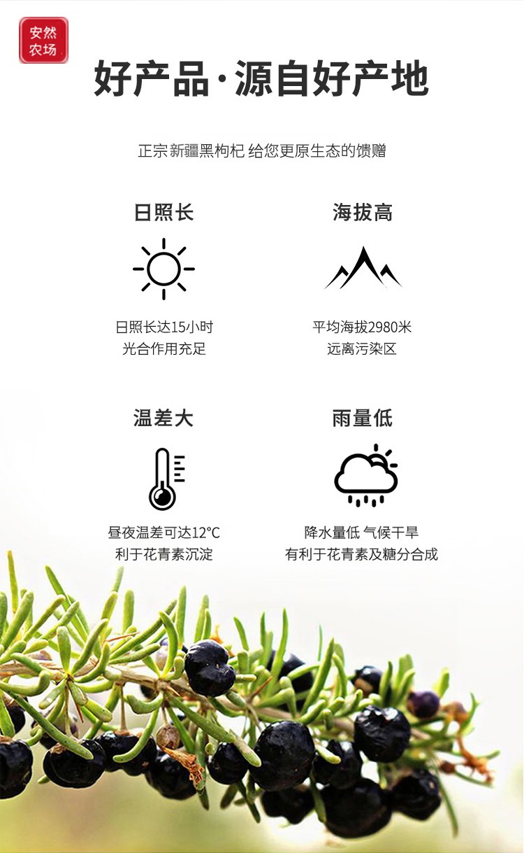 黑枸杞3.jpg