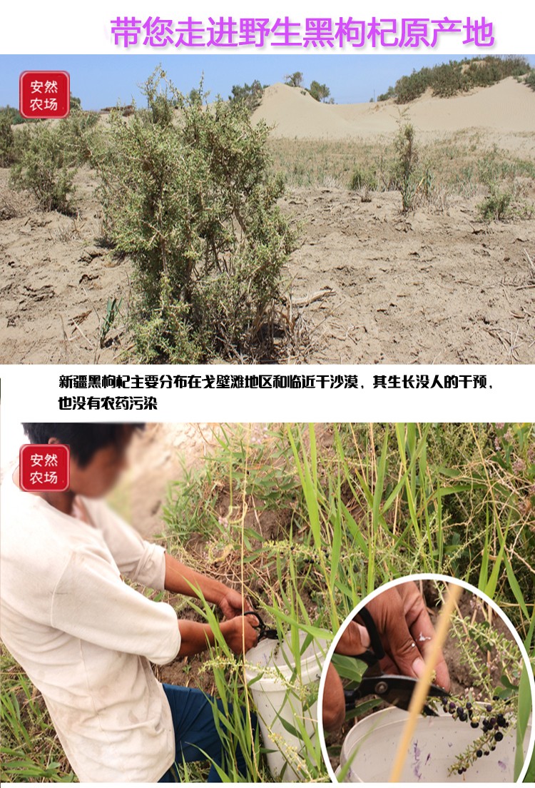 黑枸杞14.jpg