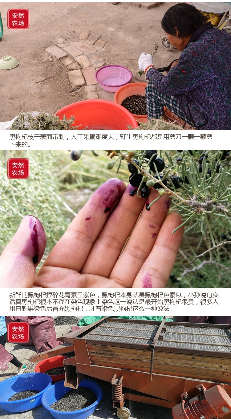 黑枸杞15.jpg